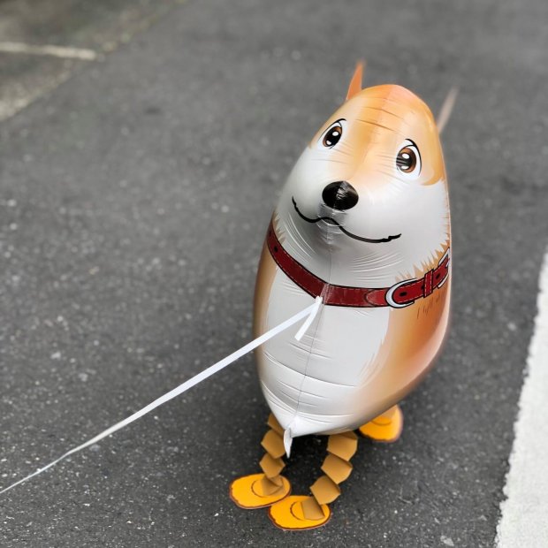 Shiba Inu Walking Pet Balloon Singapore