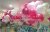 Pearl Helium Balloons