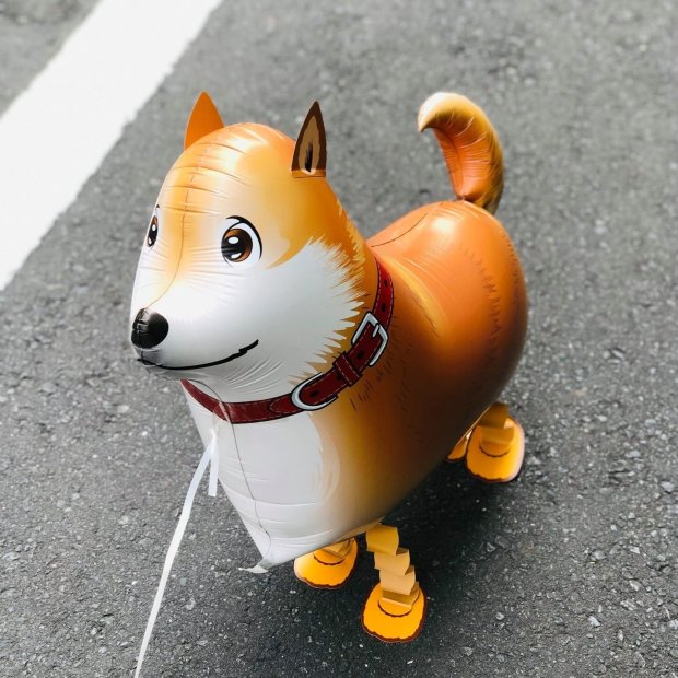 Shiba Inu Walking Pet Balloon Singapore